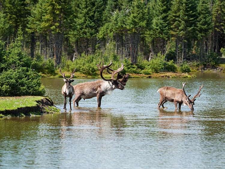 Fauna
